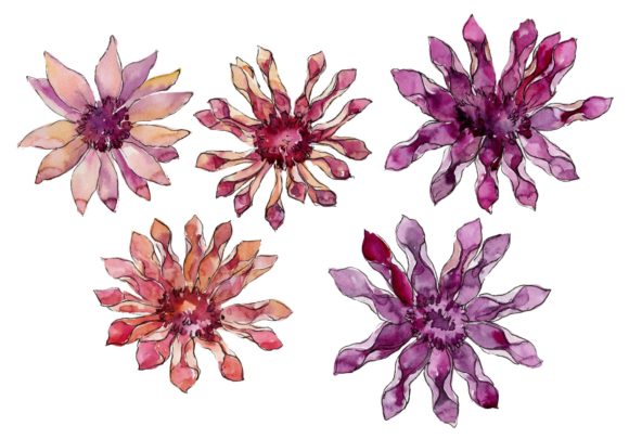 African Daisy Flower Watercolor Set & Illustrations