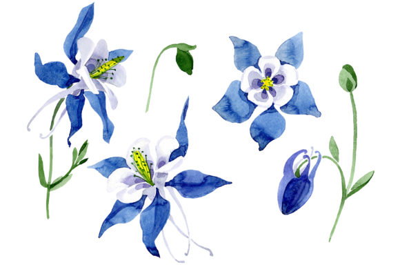 Aquilegia Colombian Watercolor Illustrations