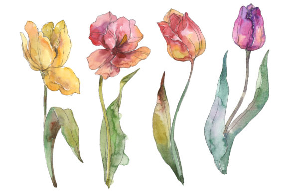 Assorted Tulip Bouquet Watercolor Illustrations Review