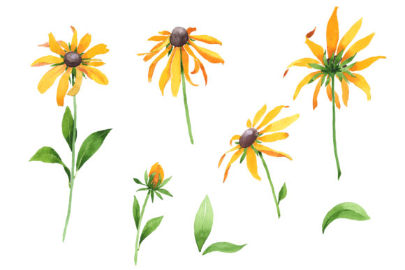 Black-eyed Susan Watercolor Illustrations