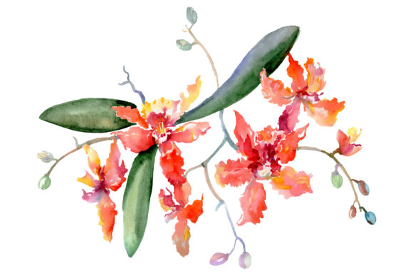 Bouquet Kaleidoscope Watercolor Illustrations Review