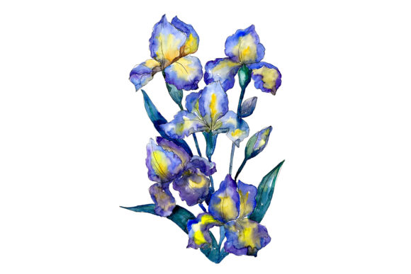 Bouquet of Blue Irises Watercolor Set & Illustrations
