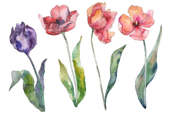 Bouquet of Prometheus Tulip Watercolor Illustrations
