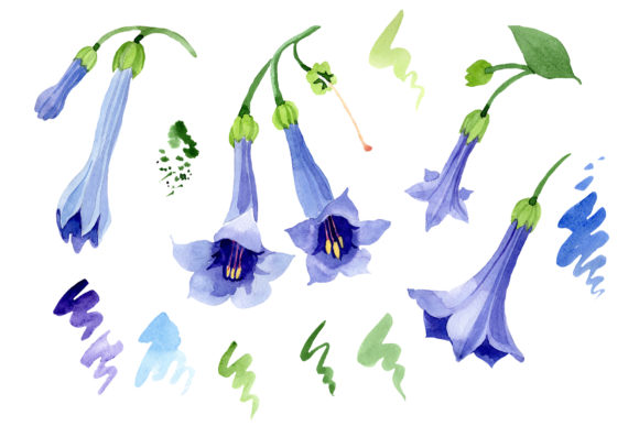 Brugmansia Blue Watercolor PNG Review