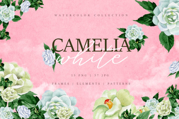 Camelia White Watercolor Png and Illustrations