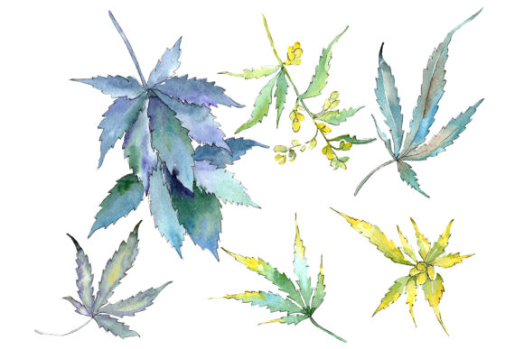 Cannabis Watercolor Illustrations Review