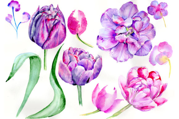 Delicate Purple Tulip Watercolor Set Illustrations