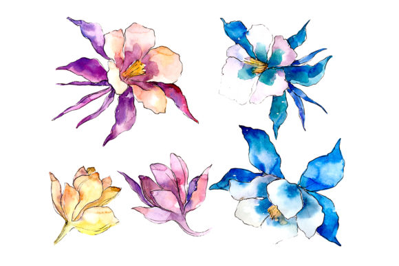 Flower Aquilegia Watercolor PNG Review