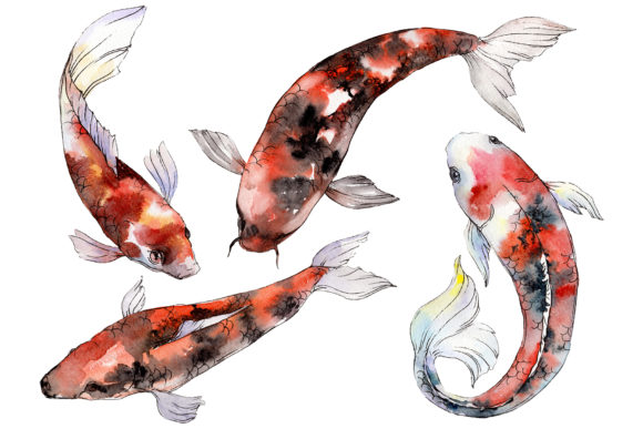Gold Fish Watercolor Illustrations Review