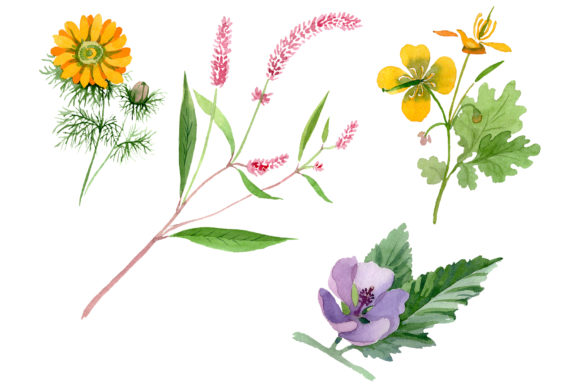 Herbals Watercolor Illustrations Review