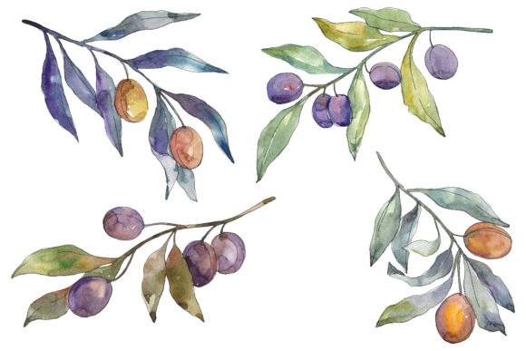 Olives 3 Watercolor: Editorial Illustrations Review