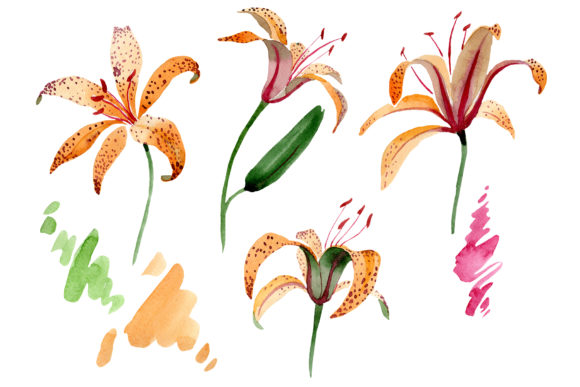 Orange Spotted Lily Watercolor Png Review
