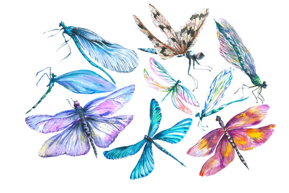 Original Dragonfly Blue Watercolor Illustrations