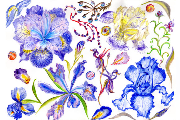 Picturesque Blue Irises Watercolor Set Illustrations