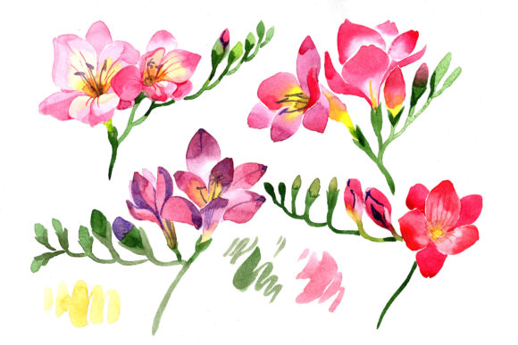 Pink Freesia Flower Watercolor Illustrations Review