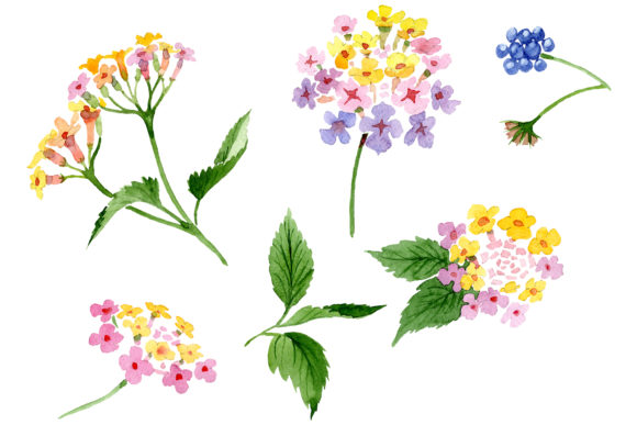 Pink Lantana Watercolor Illustrations Review