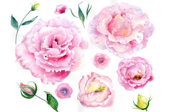 Pink Watercolor Rose Flower PNG Illustrations