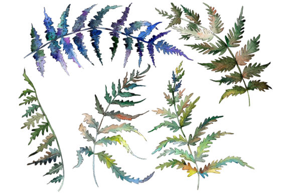 Polypodiopsis Fern Watercolor Illustrations Review