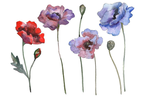 Poppy 1 Watercolor: A Designer's Review