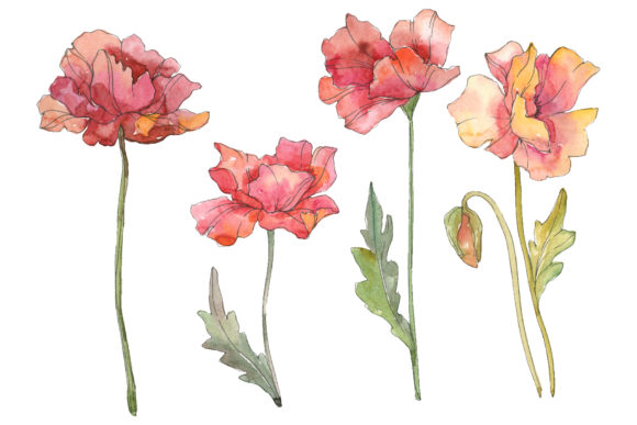 Poppy Red Watercolor PNG & Illustrations