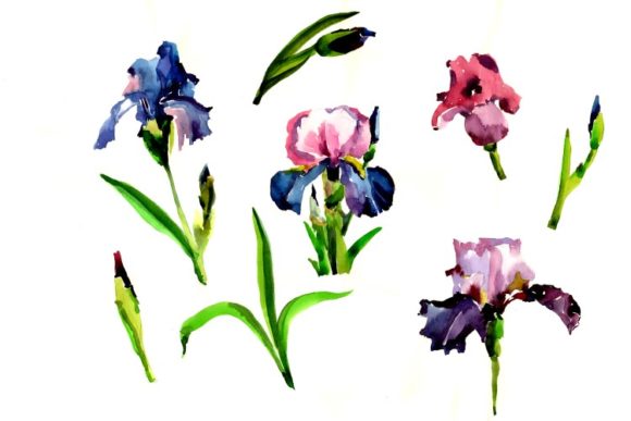 Purple Irises Flowers Watercolor Illustrations