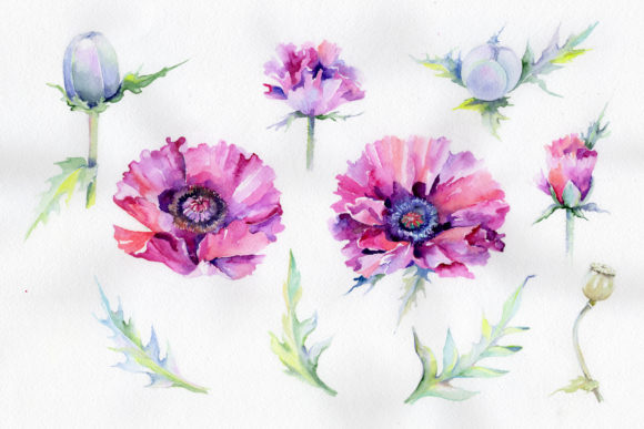 Purple Poppy Watercolor Flowers Illustrations