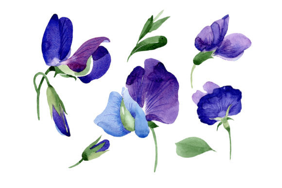 Purple Sweet Pea Flower Watercolor Illustrations