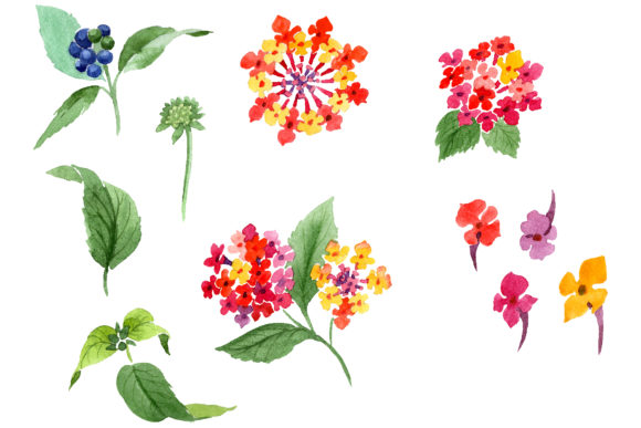 Red Lantana Watercolor PNG: Editorial Illustrations