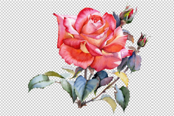 Red Rose Realistic Watercolor Set Illustrations