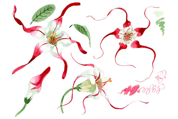 Strophanthus Watercolor Illustrations Review