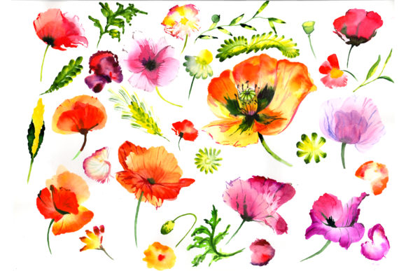 Summer Colorful Poppy Flower Watercolor Set Review
