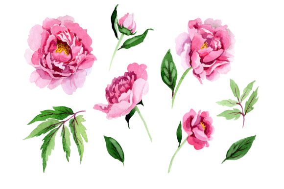 Tender Pink Peony Watercolor Set Illustrations