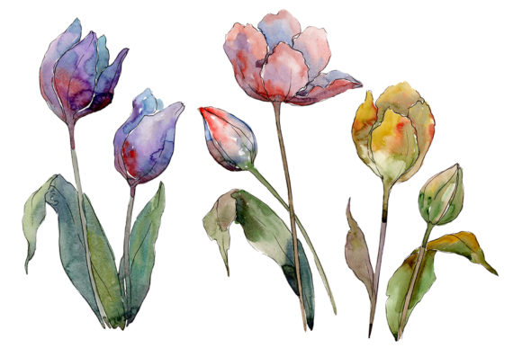 Tulips Flower Watercolor Illustrations Review