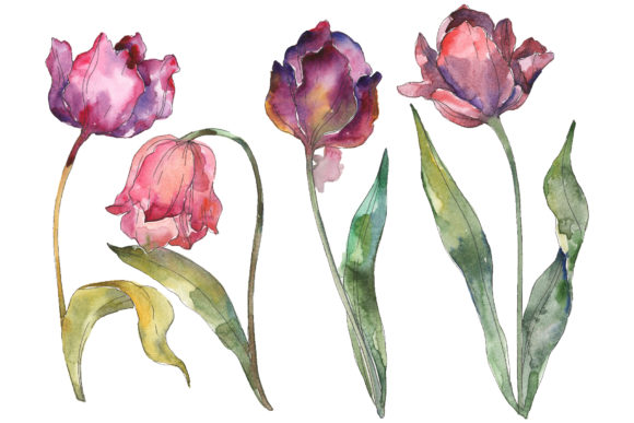 Tulips Watercolor PNG: Fresh Illustrations
