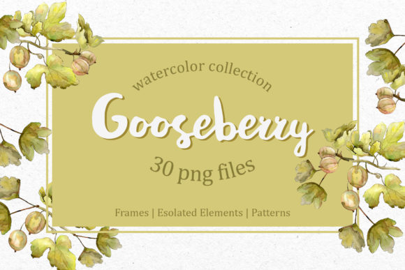 Watercolor Gooseberry Illustrations Review