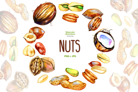 Watercolor Nuts Illustrations Review