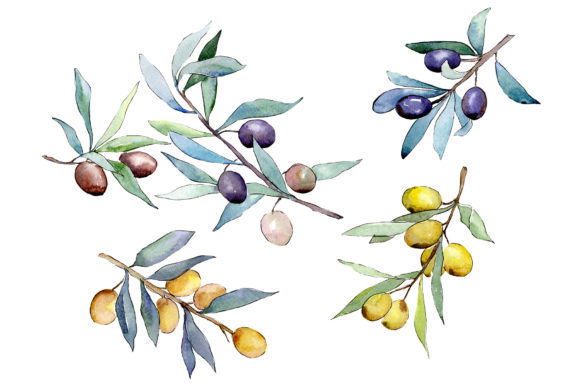 Watercolor Olives Set: Fresh Illustrations