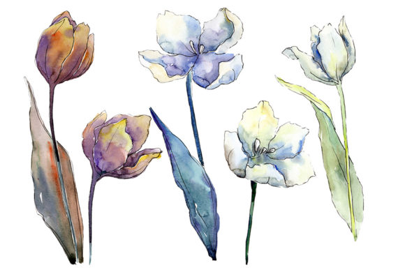 White Tulips Watercolor Flower Set: Illustrations Review