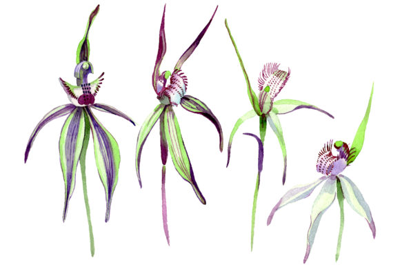 Wild Orchid Watercolor: Editorial Illustrations