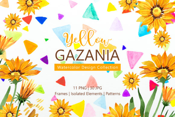 Yellow Gazania Watercolor Illustrations Review