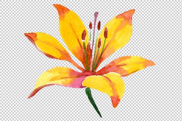Yellow Lily Flower Watercolor & Illustrations